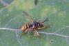 Leopoldius sp.